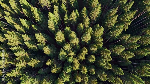 The Forest from Above