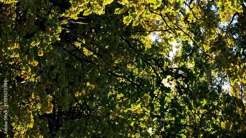 The Sunlit Green Foliage