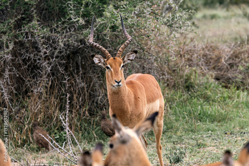 impala male in savanna, African black-footed antelope with lyre horns. Kruger National park, safari in South Africa