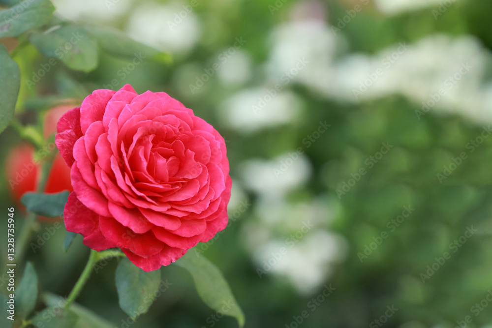 Red rose on blur green background, soft focus and empty space for you text or design.