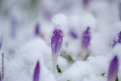 Violet crocus flowers in winter