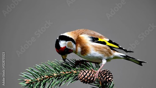 The Goldfinch on Pine