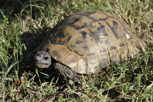 Schildkröte im Gras Landschildkröte