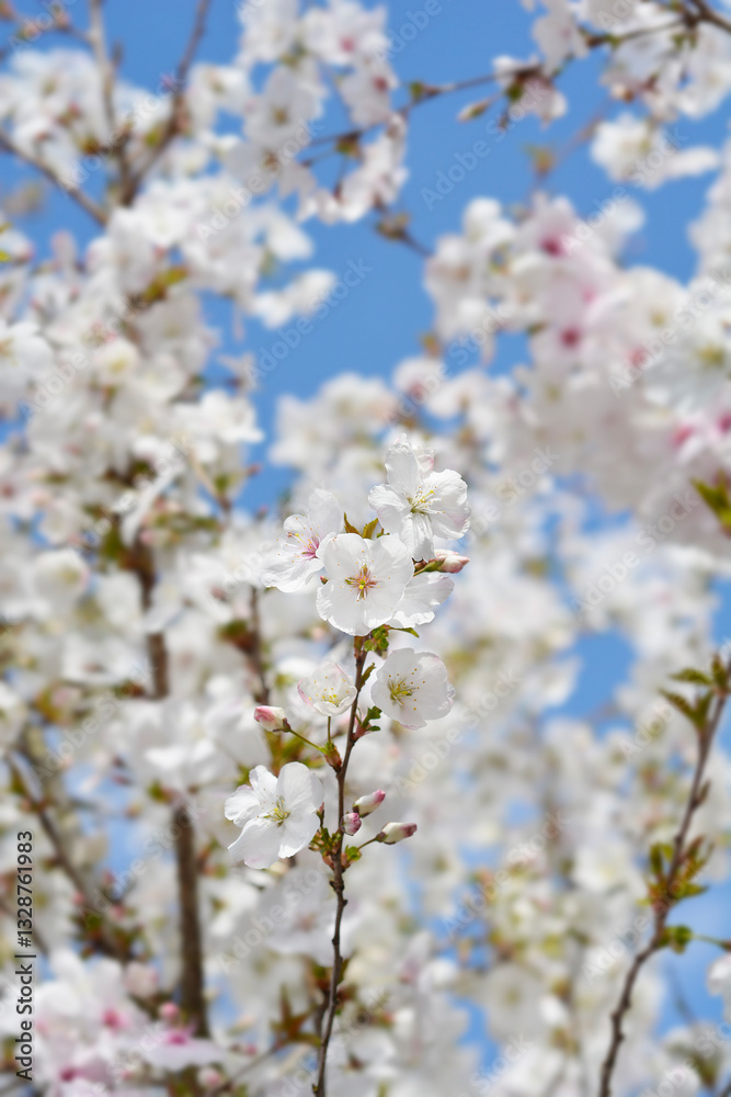 Flowering cherry The Bride branch with flowers Flowering cherry The Bride branch with flowers