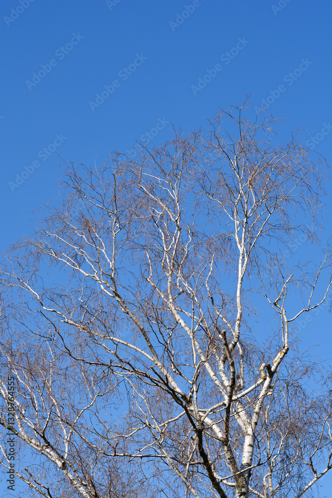 Common birch in the winter Common birch in the winter