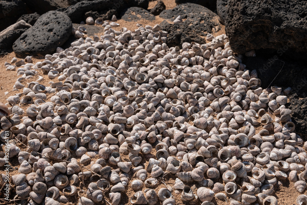 Pequeños caracoles de mar en un fondo de arena blanca.