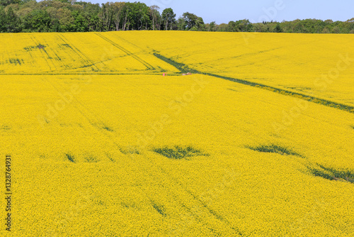 北海道安平町、黄色いじゅうたんに染まる菜の花畑【5月】