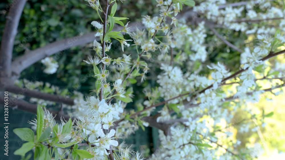 White plum tree branches displaying delicate spring blossoms progressing through six flowering developmental stages