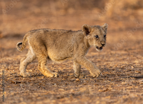 Fotografía lion cub panthera leo