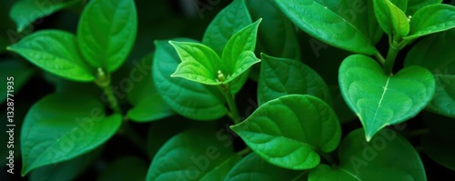 Wallpaper Mural Dense emerald leaves, deep shadows, natural setting , illustration, rich, detail Torontodigital.ca