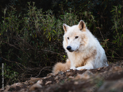 Tundra white wolf lying down in a conservation centre in southern spain photo