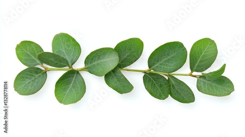 Green Plant Branch with Leaves on White Background Minimalist Style