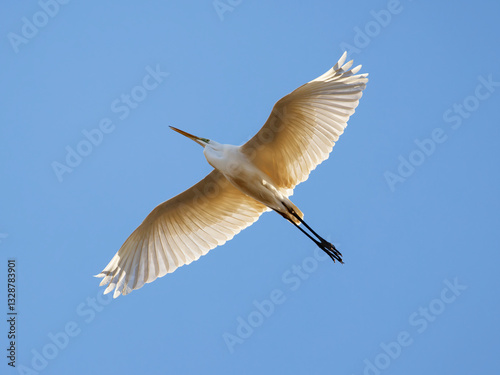 White heron flying with spresd wings 