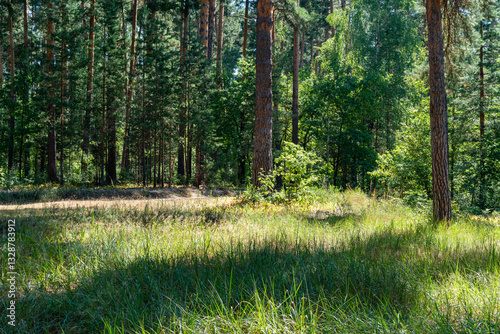 Pine trees in the forest.