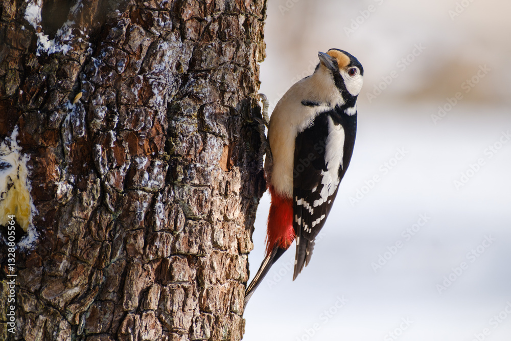 Great spotted woodpecker on a tree trunk