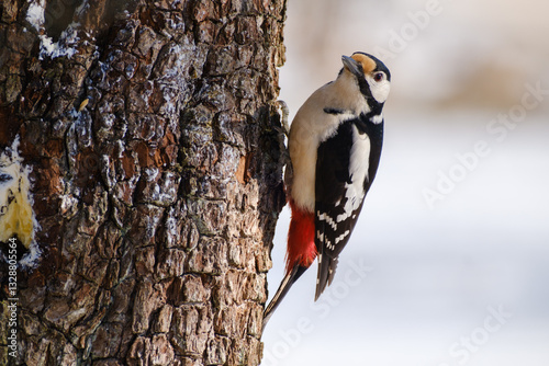 Great spotted woodpecker on a tree trunk
