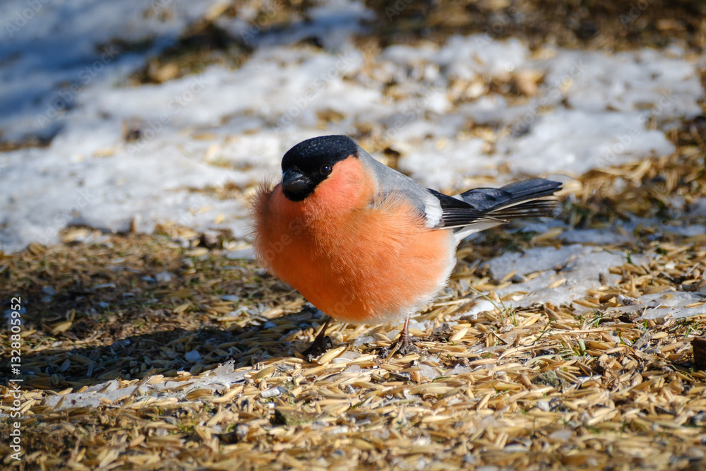 Red Eurasian bullfinch in winter in Sweden