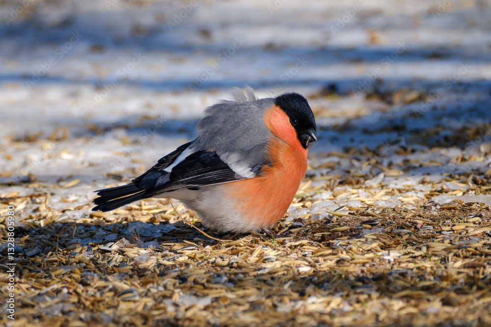 Red Eurasian bullfinch in winter in Sweden
