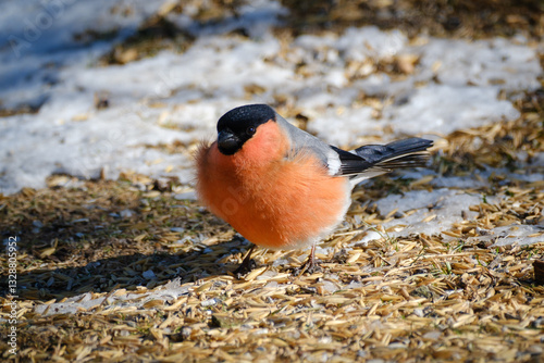 Obraz na płótnie Red Eurasian bullfinch in winter in Sweden w salonie