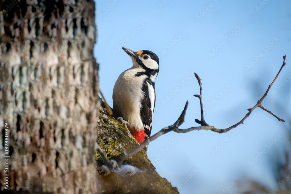 Great spotted woodpecker on a tree trunk
