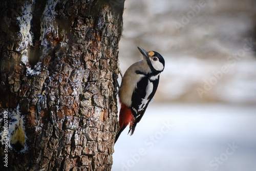 Great spotted woodpecker on a tree trunk
