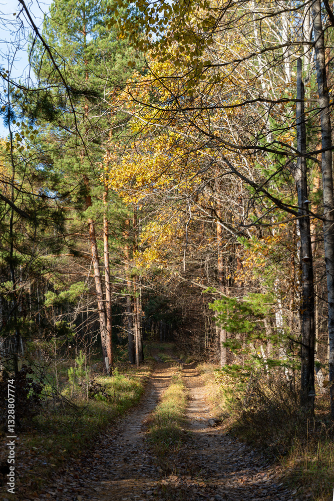 Obraz premium Pine trees in the forest.