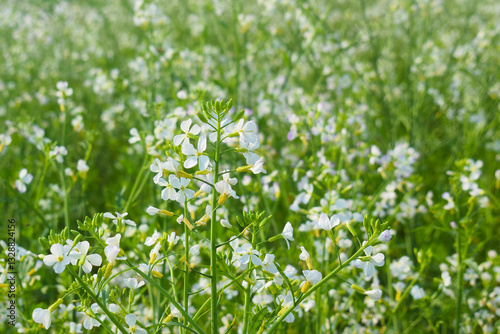 Field(Raphanus sativus var. oleiformis) texture raphanus sativus var. oleiformis with blue backgroud, Field with oil radish, Close up of radish flower . Radish plant flowers. wild rad