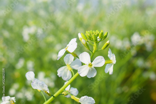 Field(Raphanus sativus var. oleiformis) texture raphanus sativus var. oleiformis with blue backgroud, Field with oil radish, Close up of radish flower . Radish plant flowers. wild rad