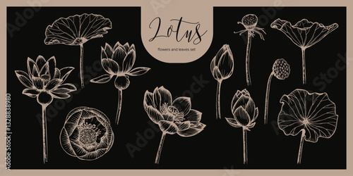 Lotus flowers and leaves sketch outline illustration set. Line art floral botany drawing in engraving style. Hand drawn vector clipart collection designs