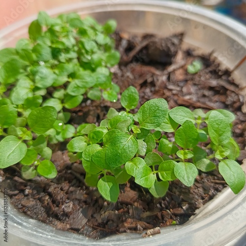 The holy basil has grown another step.