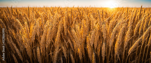a golden wheat field bathed...