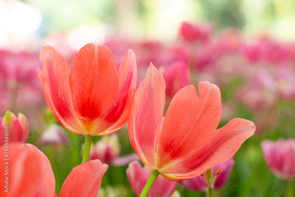 Vibrant Coral Tulips in Bloom , Close-up Spring Flowers. Vibrant Coral Tulips in Bloom , Close-up Spring Flowers.