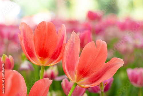 Vibrant Coral Tulips in Bloom , Close-up Spring Flowers.