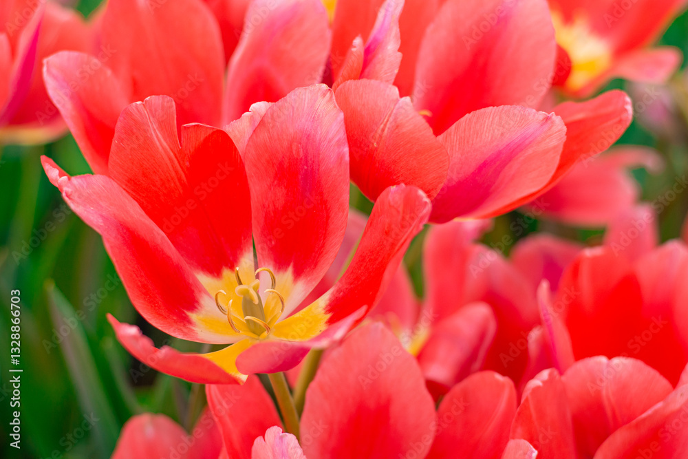 Vibrant Coral Tulips in Bloom , Close-up Spring Flowers. Vibrant Coral Tulips in Bloom , Close-up Spring Flowers.