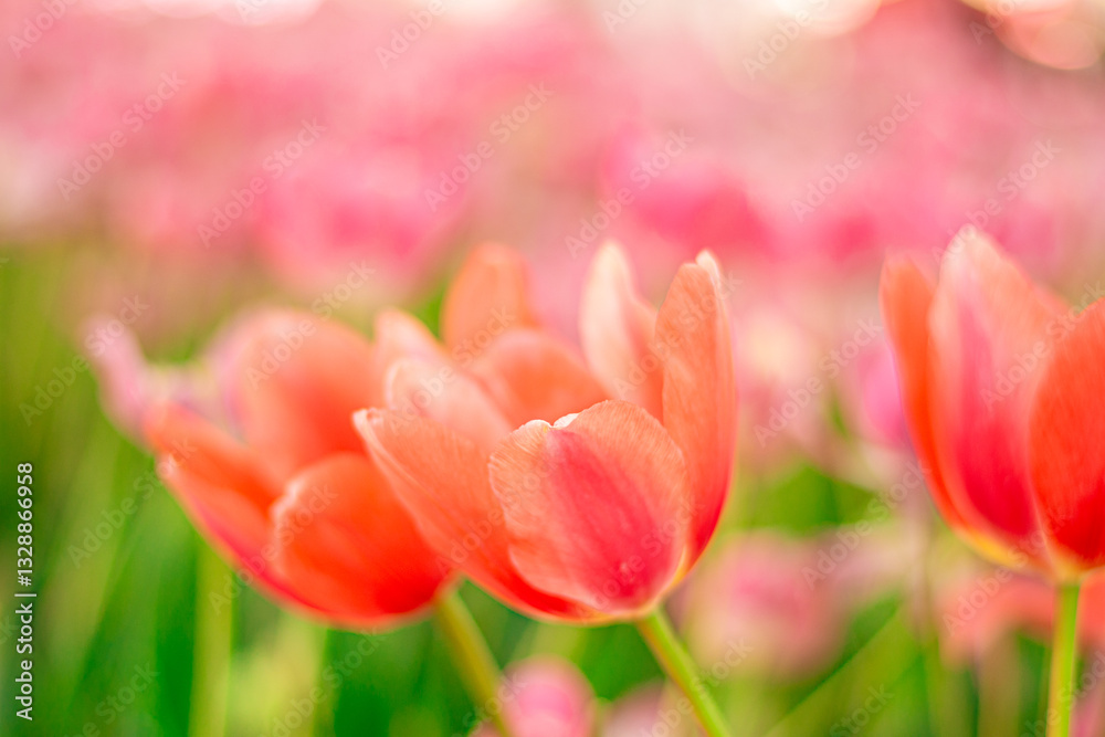 Vibrant Coral Tulips in Bloom , Close-up Spring Flowers. Vibrant Coral Tulips in Bloom , Close-up Spring Flowers.