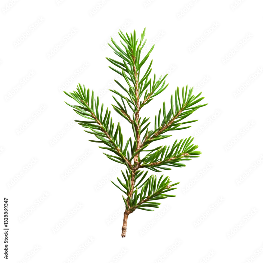 A vibrant green spruce twig isolated on black background showcasing nature's beauty and tranquility A vibrant green spruce twig isolated on black background showcasing nature's beauty and tranquility