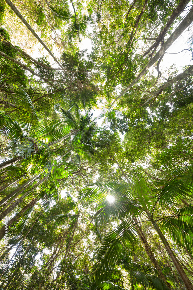 Fototapeta premium Mount-Jerusalem-Nationalpark Palmen / Ficus / Eukalyptus wald. Subtropischer Regenwald an der Ostküste Australiens in New South Wales.