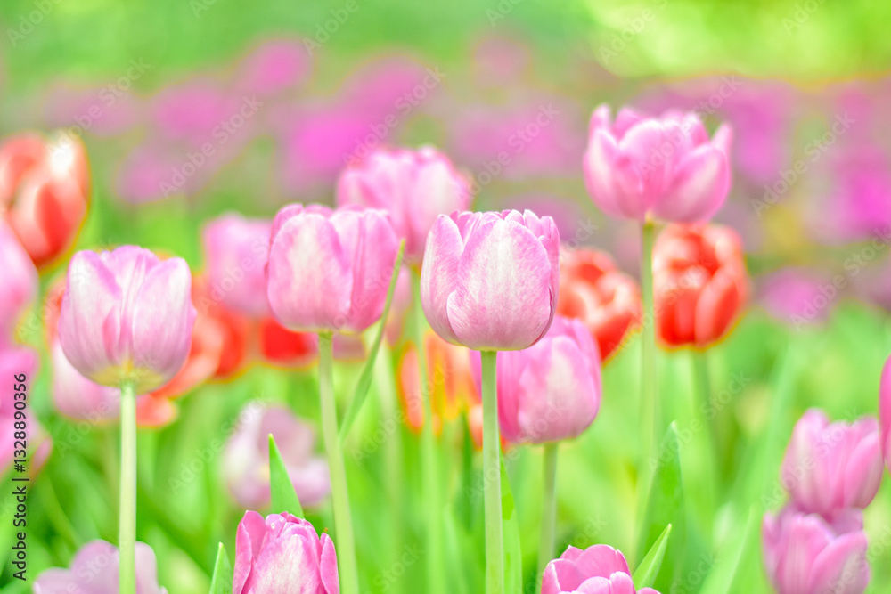 Close-up beautiful pink tulip flower in a flower field , springtime. Close-up beautiful pink tulip flower in a flower field , springtime.