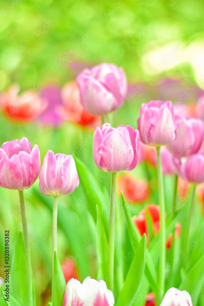Close-up beautiful pink tulip flower in a flower field , springtime. Close-up beautiful pink tulip flower in a flower field , springtime.