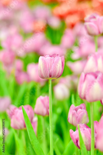 Close-up beautiful pink tulip flower in a flower field , springtime.