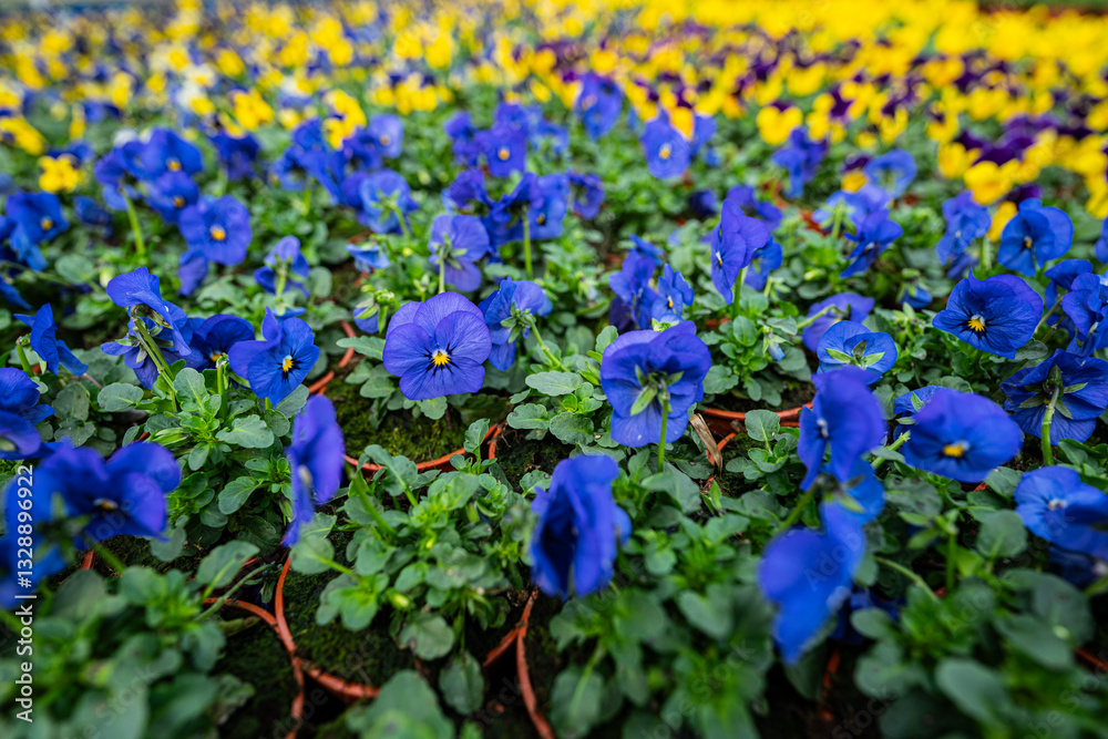 pansies - flowers in the spring garden planting - care and ideal conditions