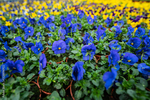 Obraz na płótnie pansies - flowers in the spring garden planting - care and ideal conditions w salonie