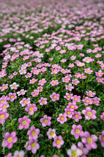Obraz na płótnie Saxifraga bryoides -white and pink flowers blooming - frost resistant w salonie