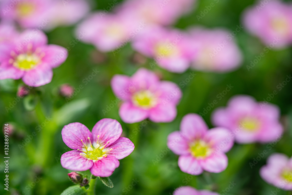 Mossy saxifrage -white and pink flowers - rock plant