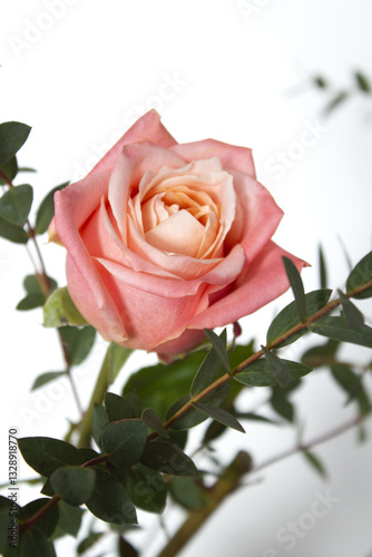 Eucalyptus pablo and pink roses.	