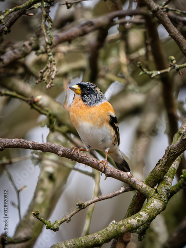 Obraz na płótnie Brambling Perched on a Branch w salonie