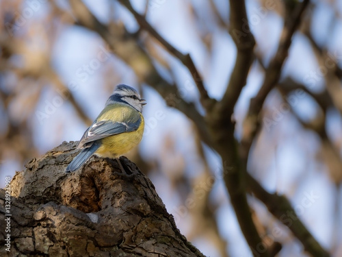 A singing Blue Tit sitting on the branch of an old tree.