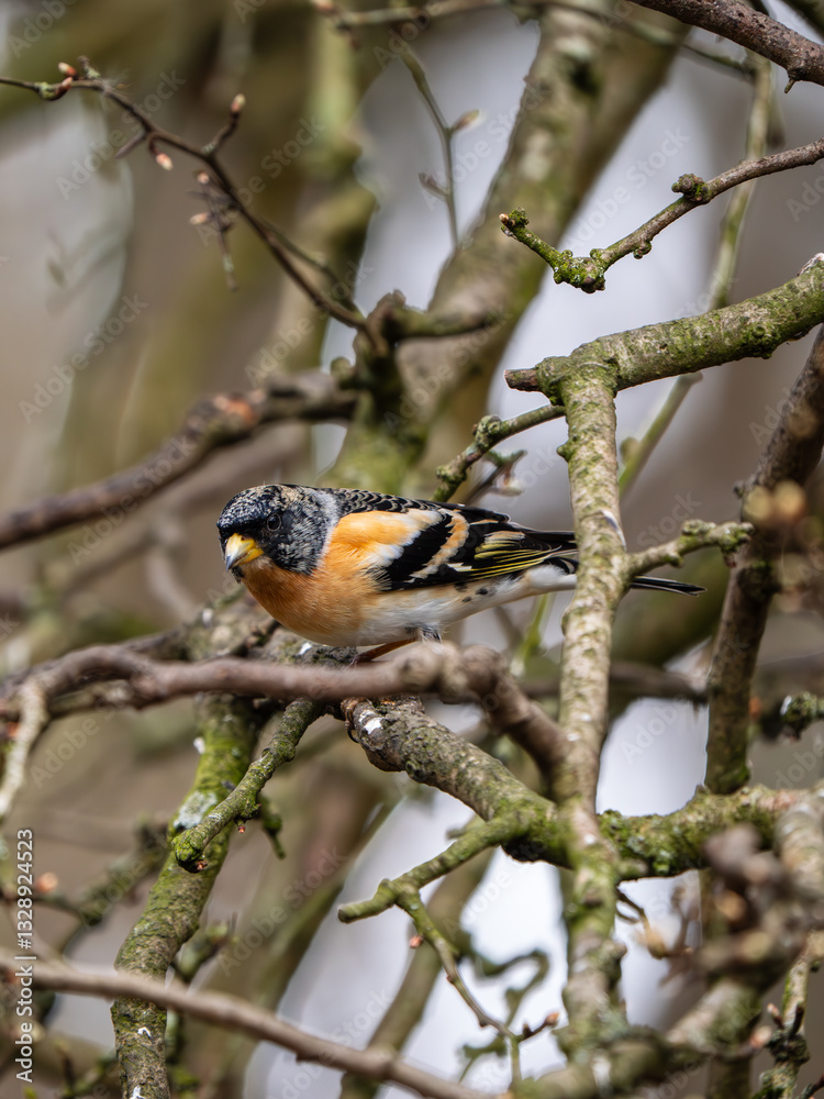 Brambling Perched on a Branch