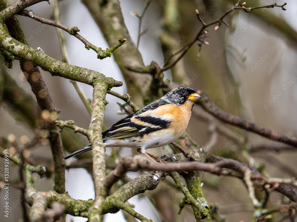 Brambling Perched on a Branch