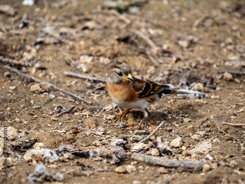 Fotografie Brambling Feeding on the Ground